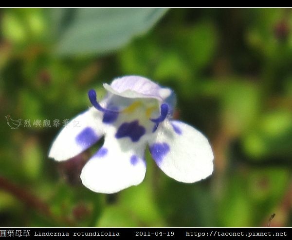 圓葉母草 Lindernia rotundifolia_09.jpg