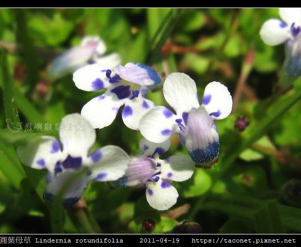 圓葉母草 Lindernia rotundifolia_12.jpg