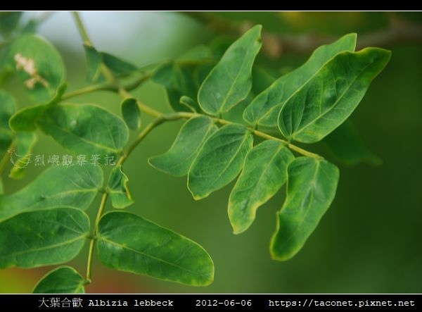 大葉合歡 Albizia lebbeck_01.jpg