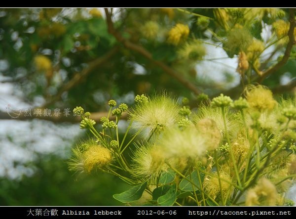 大葉合歡 Albizia lebbeck_02.jpg