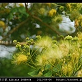 大葉合歡 Albizia lebbeck_02.jpg