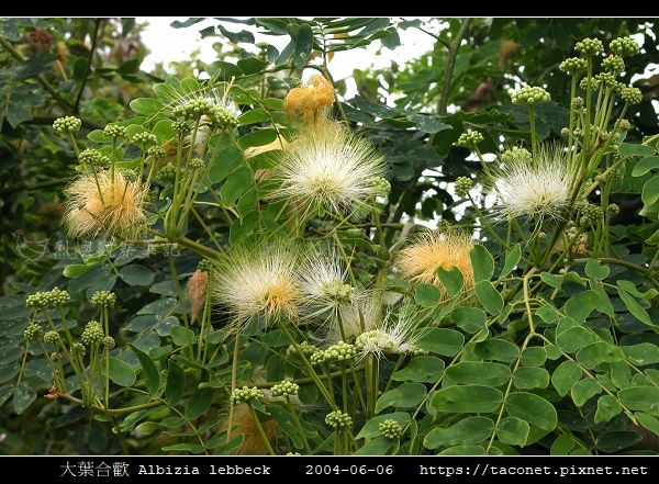 大葉合歡 Albizia lebbeck_09.jpg