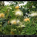 大葉合歡 Albizia lebbeck_09.jpg