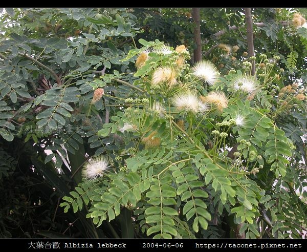 大葉合歡 Albizia lebbeck_12.jpg