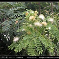 大葉合歡 Albizia lebbeck_12.jpg