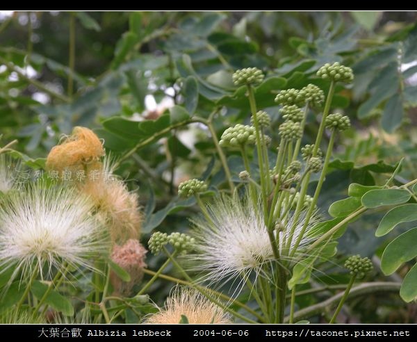 大葉合歡 Albizia lebbeck_11.jpg