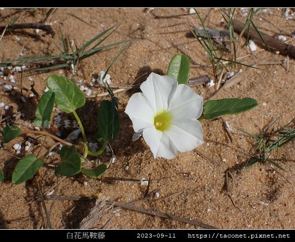 白花馬鞍藤 Ipomoea imperati_3.jpg