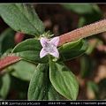 鴨舌癀舅 Spermacoce articularis-13.jpg