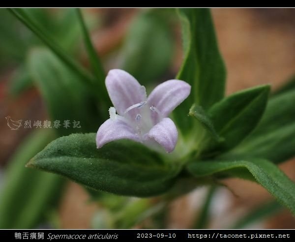 鴨舌癀舅 Spermacoce articularis-03.jpg