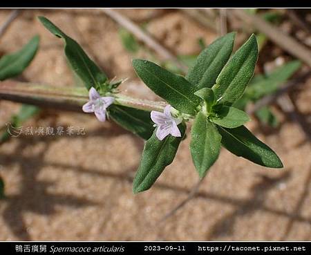 鴨舌癀舅 Spermacoce articularis-07.jpg 鴨舌癀舅 Spermacoce articularis-07.jpg