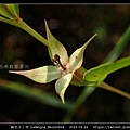 翼莖水丁香 Ludwigia decurrens_02.jpg