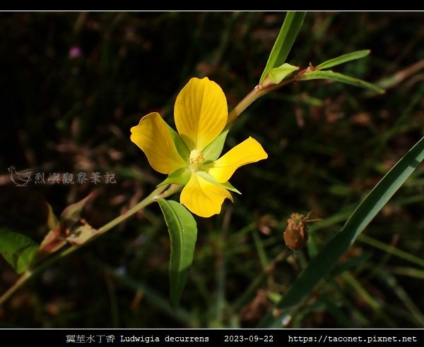 翼莖水丁香 Ludwigia decurrens_01.jpg