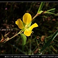 翼莖水丁香 Ludwigia decurrens_01.jpg