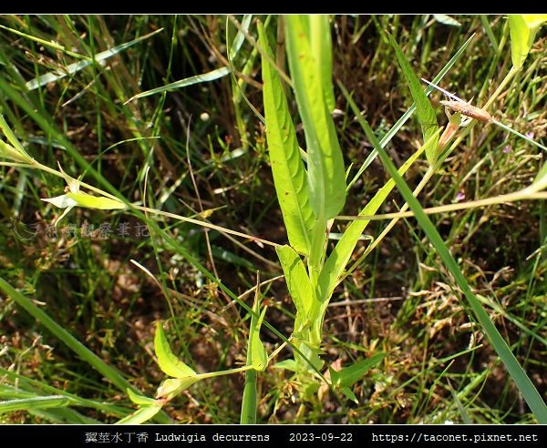 翼莖水丁香 Ludwigia decurrens_05.jpg
