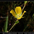 翼莖水丁香 Ludwigia decurrens_03.jpg