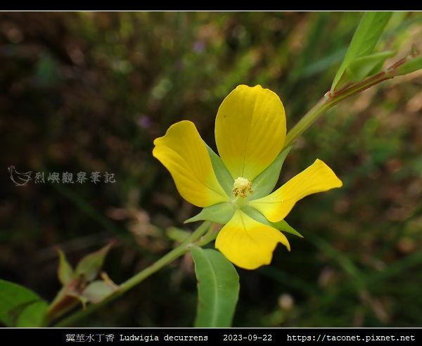 翼莖水丁香 Ludwigia decurrens_06.jpg