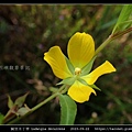 翼莖水丁香 Ludwigia decurrens_06.jpg