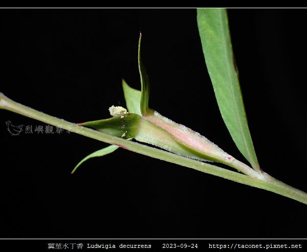 翼莖水丁香 Ludwigia decurrens_12.jpg