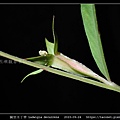 翼莖水丁香 Ludwigia decurrens_12.jpg