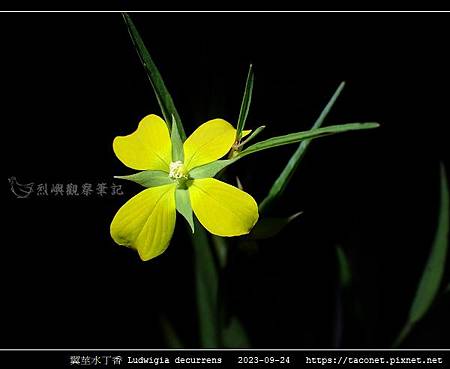 翼莖水丁香 Ludwigia decurrens_08.jpg 翼莖水丁香 Ludwigia decurrens_08.jpg