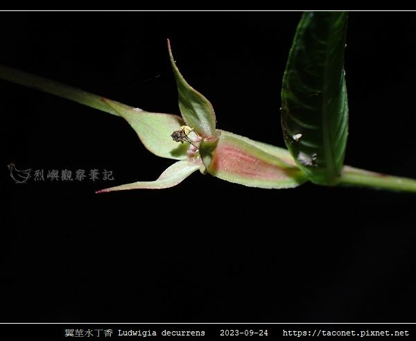 翼莖水丁香 Ludwigia decurrens_10.jpg