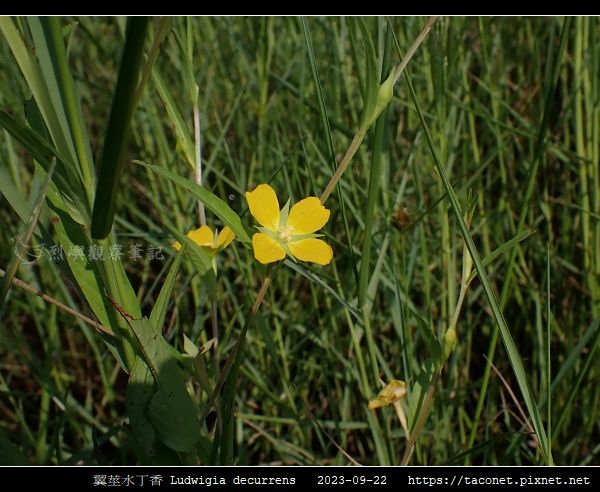 翼莖水丁香 Ludwigia decurrens_07.jpg