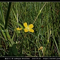 翼莖水丁香 Ludwigia decurrens_07.jpg