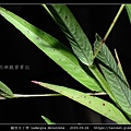 翼莖水丁香 Ludwigia decurrens_11.jpg