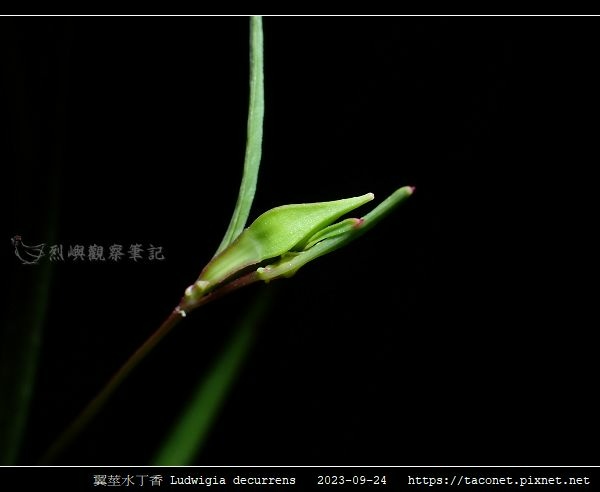 翼莖水丁香 Ludwigia decurrens_15.jpg