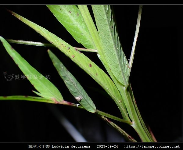 翼莖水丁香 Ludwigia decurrens_13.jpg