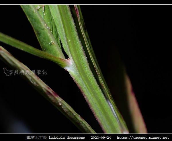 翼莖水丁香 Ludwigia decurrens_16.jpg