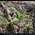 矮水竹葉 Murdannia spirata_05.jpg