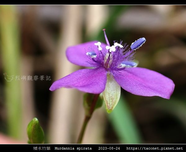 矮水竹葉 Murdannia spirata_01.jpg