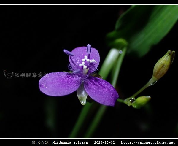 矮水竹葉 Murdannia spirata_07.jpg