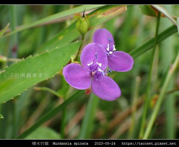 矮水竹葉 Murdannia spirata_02.jpg