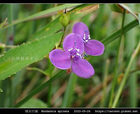 矮水竹葉 Murdannia spirata_02.jpg