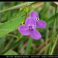 矮水竹葉 Murdannia spirata_02.jpg