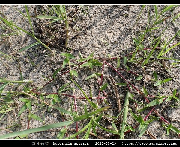 矮水竹葉 Murdannia spirata_04.jpg