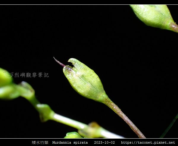矮水竹葉 Murdannia spirata_10.jpg