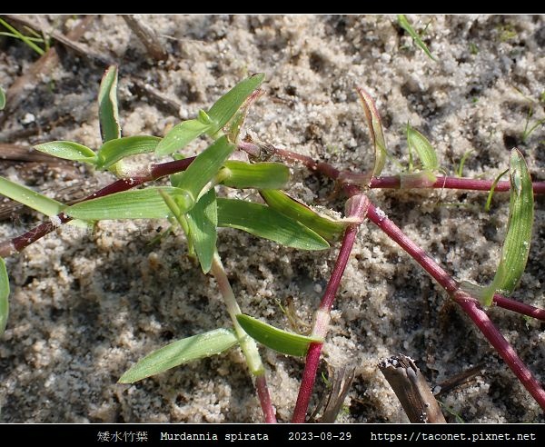 矮水竹葉 Murdannia spirata_06.jpg