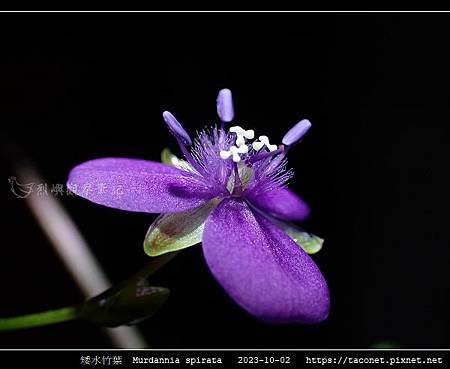 矮水竹葉 Murdannia spirata_09.jpg