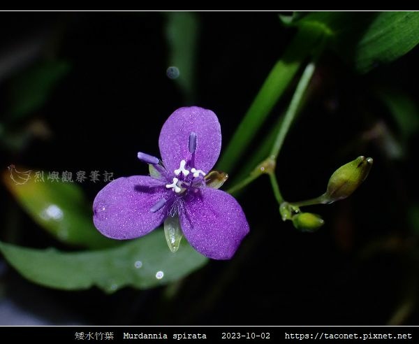 矮水竹葉 Murdannia spirata_08.jpg