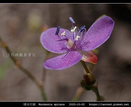 矮水竹葉 Murdannia spirata_14.jpg