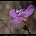 矮水竹葉 Murdannia spirata_14.jpg