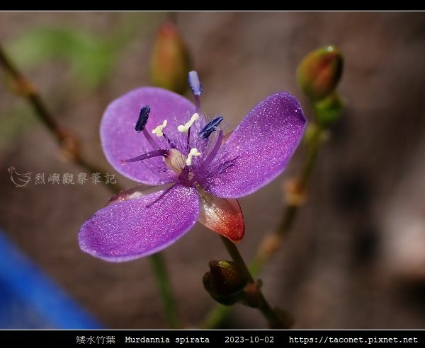 矮水竹葉 Murdannia spirata_13.jpg