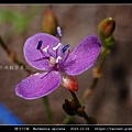 矮水竹葉 Murdannia spirata_13.jpg