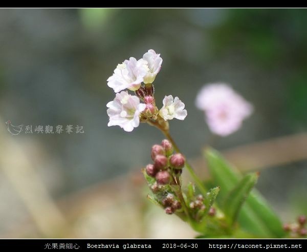 光果黃細心 Boerhavia glabrata_02.jpg