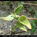 光果黃細心 Boerhavia glabrata_04.jpg