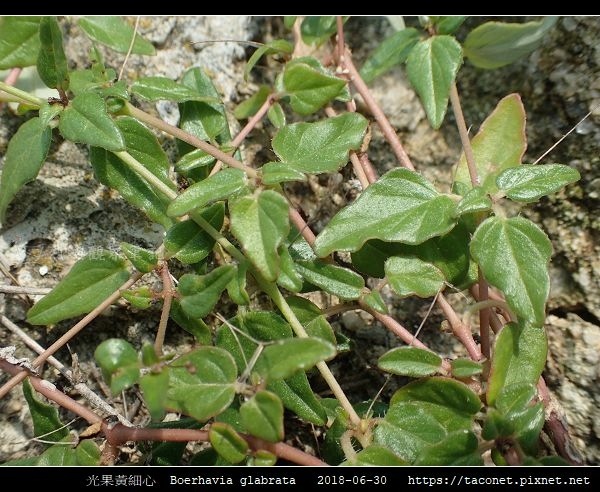 光果黃細心 Boerhavia glabrata_03.jpg