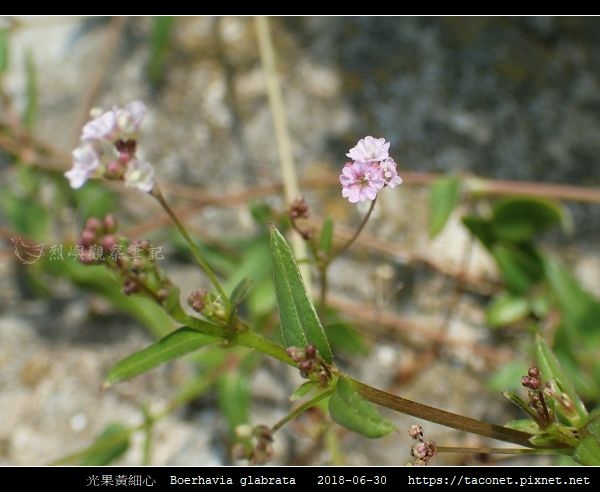 光果黃細心 Boerhavia glabrata_01.jpg